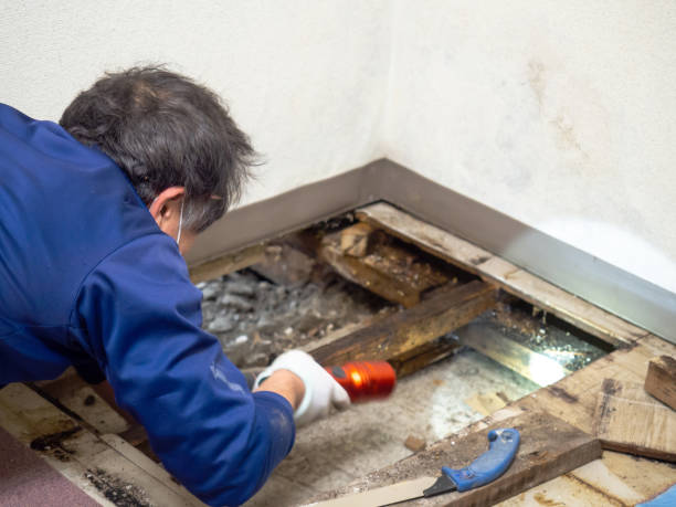 Best Commercial Mold Removal  in Yorketown, NJ