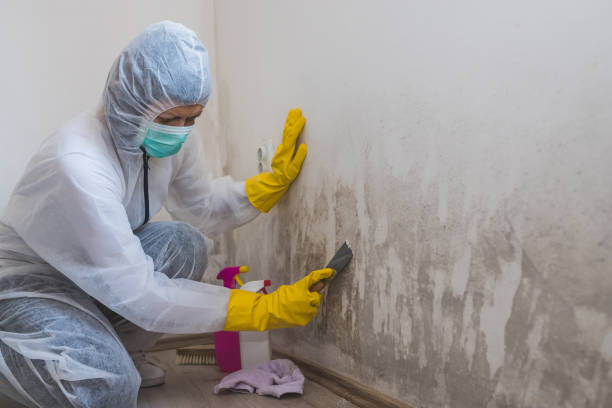 Best Mold Remediation  in Yorketown, NJ