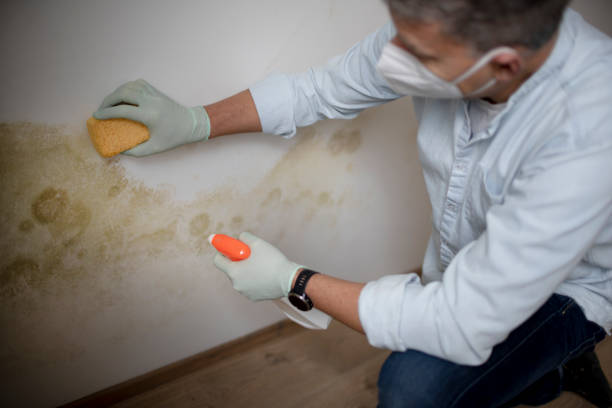 Best Mold Damage Repair  in Yorketown, NJ