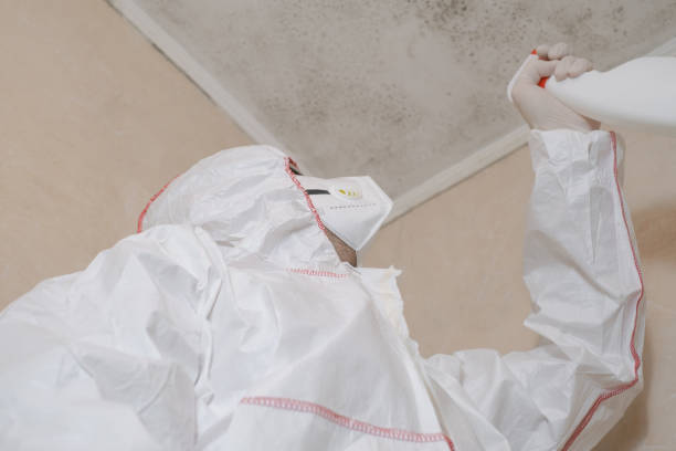 Best Affordable Mold Removal  in Yorketown, NJ