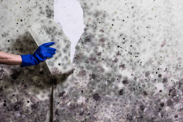 Best Mold Cleaning Services  in Yorketown, NJ