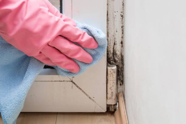 Best Certified Mold Removal  in Yorketown, NJ