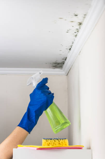 Best Black Mold Removal  in Yorketown, NJ