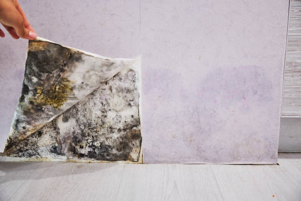 Professional Mold Removal in Yorketown, NJ
